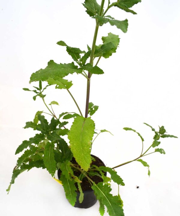 Salvia verbenácea