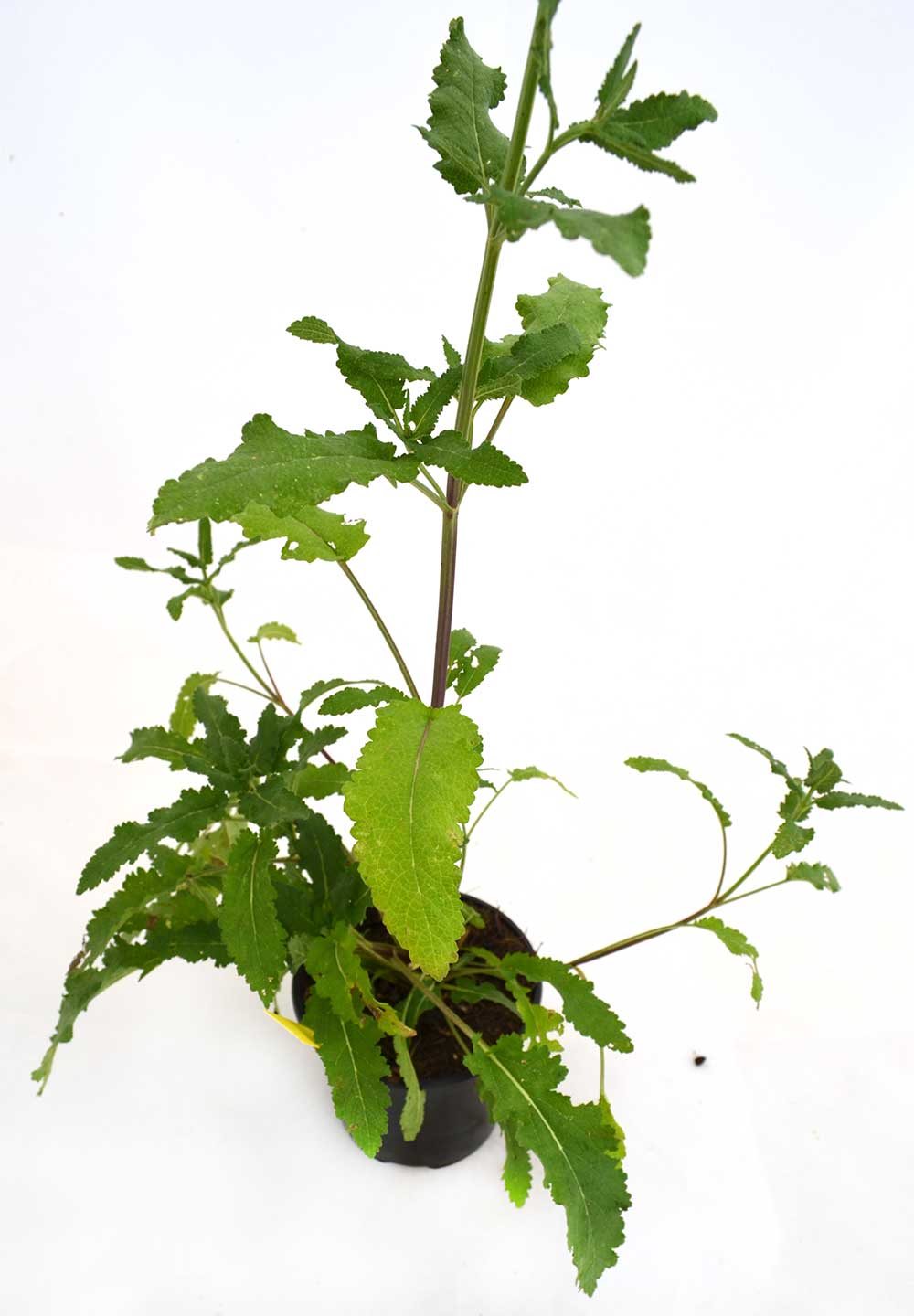 Salvia verbenácea