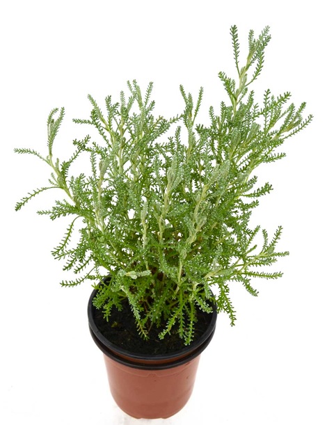 Abrótano hembra