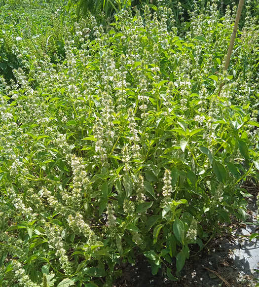 Albahaca olor menta