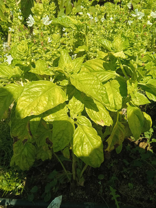 Albahaca monstruosa Mamut, tipo Pesto