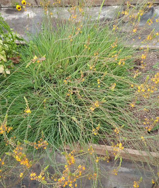 Bulbine frutescens