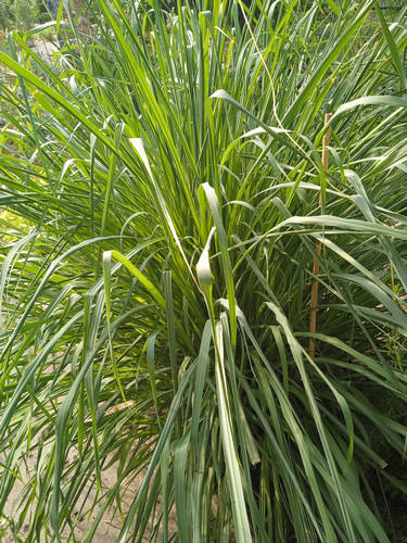 Citronela "flexuosus"