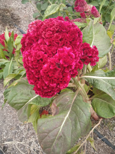Amaranto celosía plumosa color purpura
