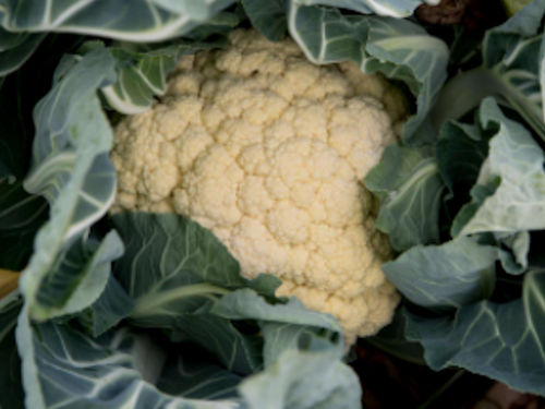 Coliflor orella d'ase