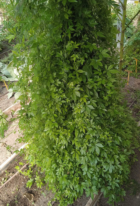 Semilla