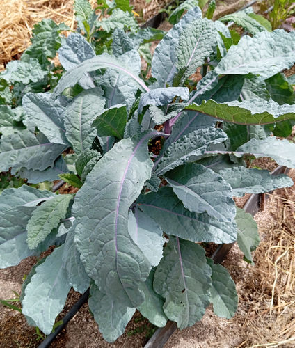Kale Arco Iris
