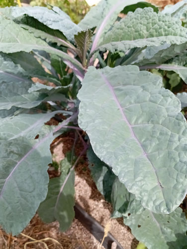 Kale tricolor