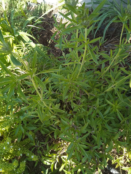 Menta limón / Bergamota