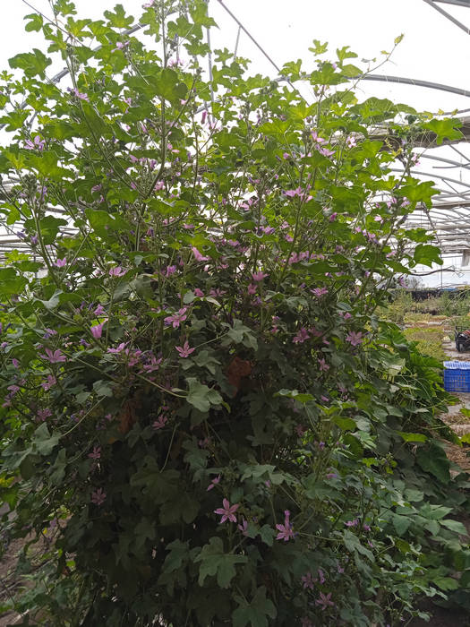 Malva flor morada grande