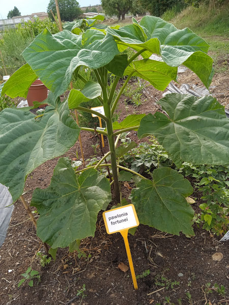 Pawlonia fortunei