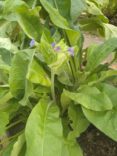 Pulmonaria