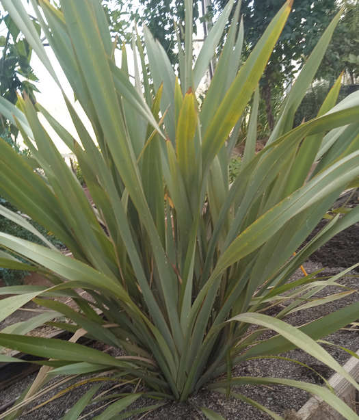 Planta hacer cuerdas verde