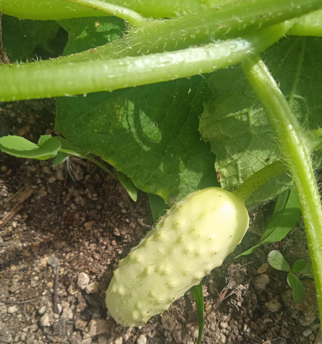 Pepinillo verde claro
