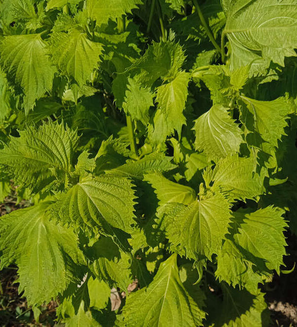 Perilla verde rizada