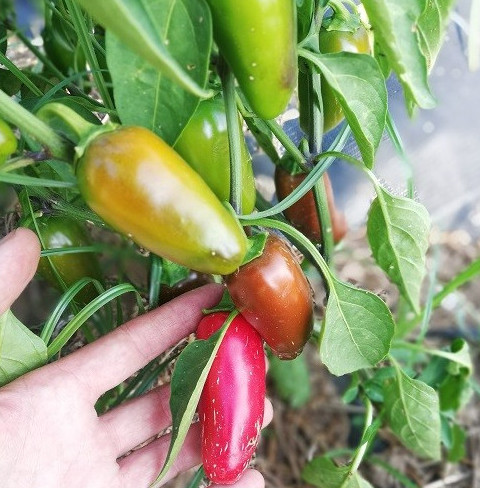 Pimiento picante jalapeño