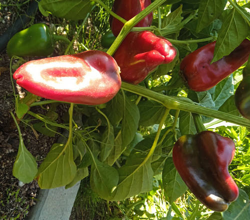 Pimiento del Piquillo