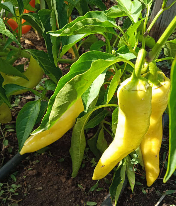 Pimiento dulce italiano verde claro de Gerona