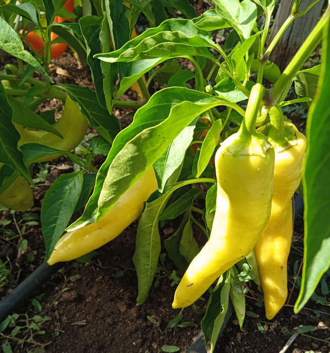 Pimiento dulce italiano verde claro de Gerona