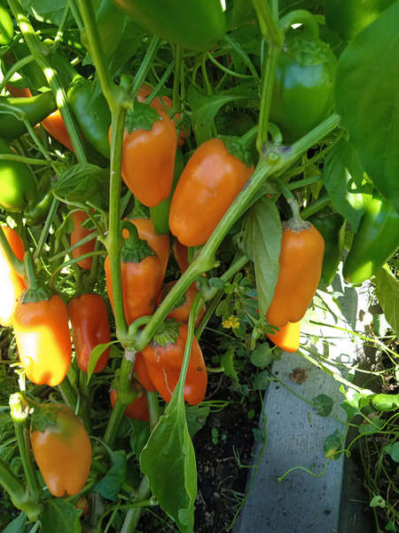 Pimiento dulce naranja cónico pequeño
