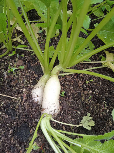 Rabanito largo blanco