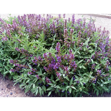 Salvia, 25gr