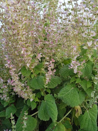 Salvia romana, 25gr