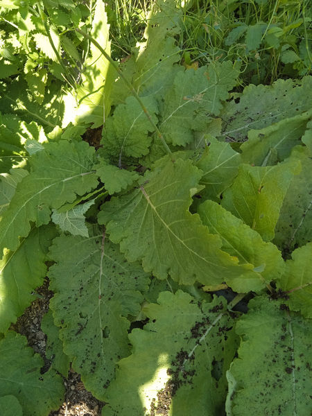 Salvia austriaca