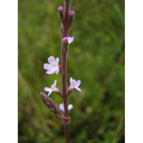 Verbena (S2104XL)