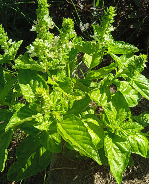 Albahaca pesto hoja de lechuga