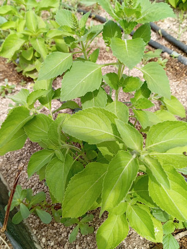 Albahaca peruana