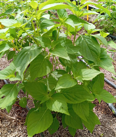 Albahaca Africana