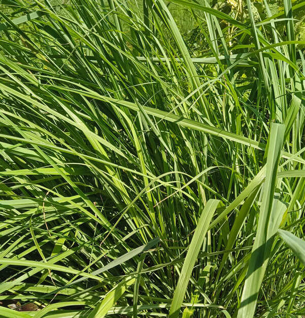 Citronella citratus