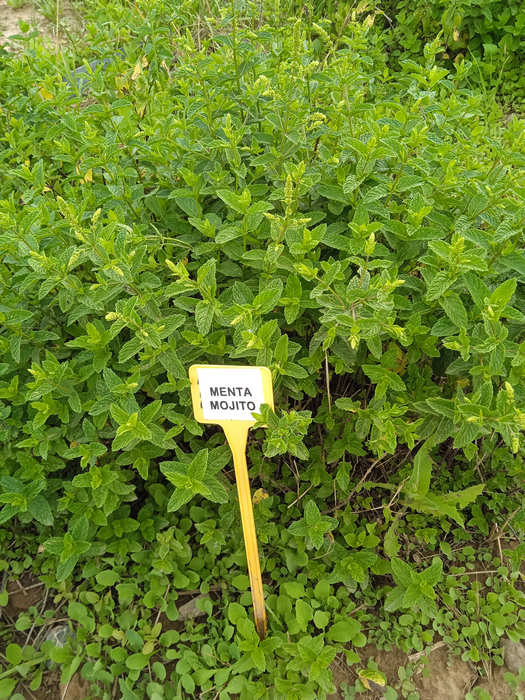 Menta mojito