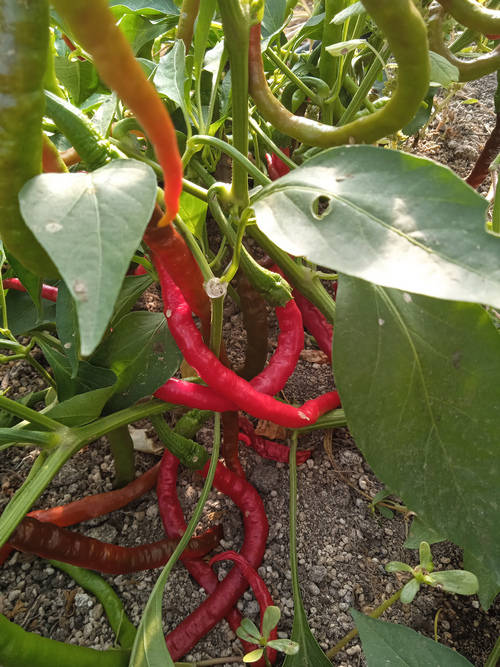 Pimiento picante piparra Ibarra