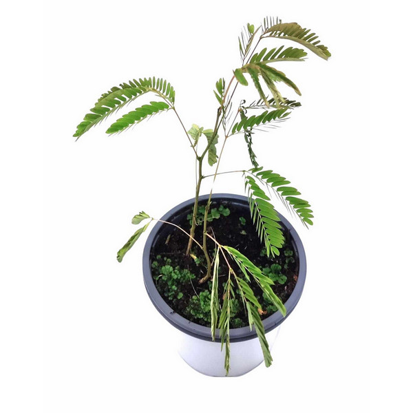 Acacia mimosa - acacia de la seda