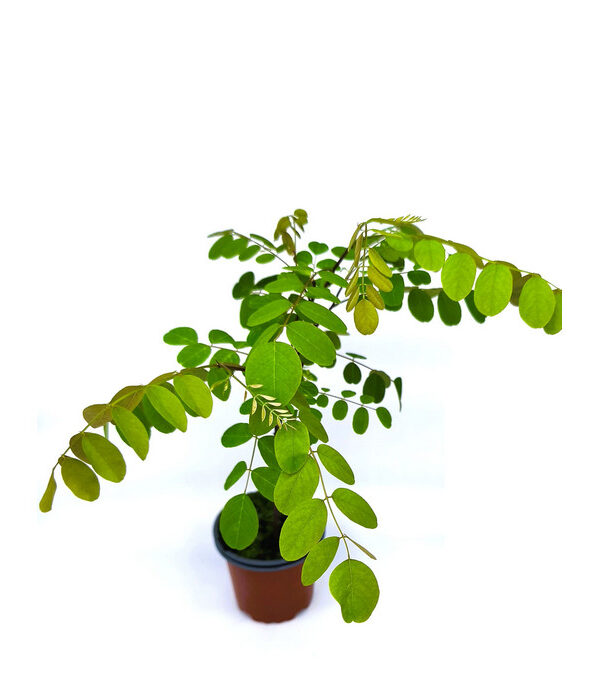 Acacia blanca