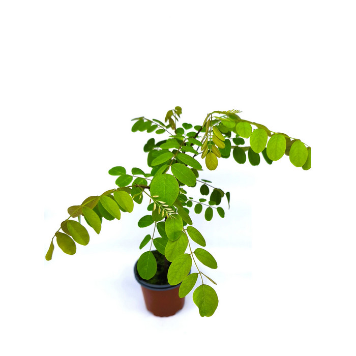 Acacia blanca