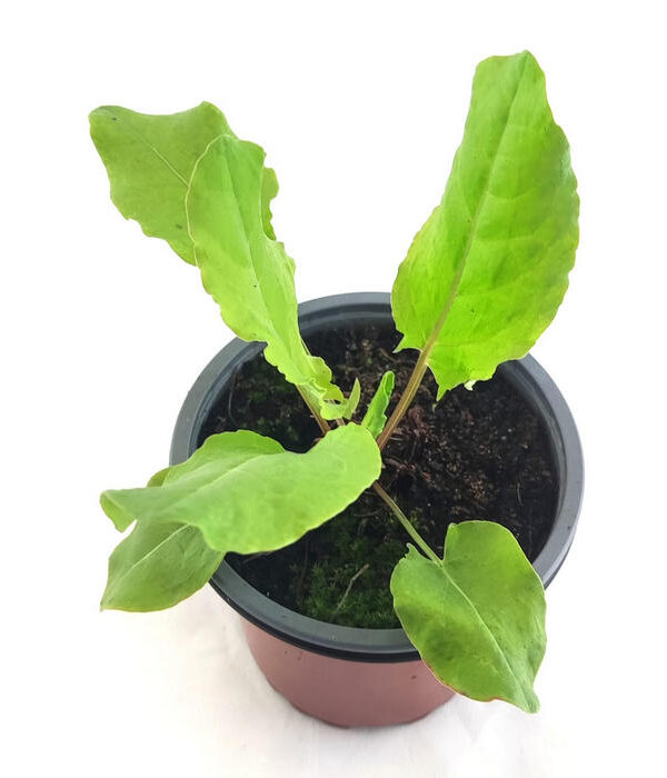 Acedera verde