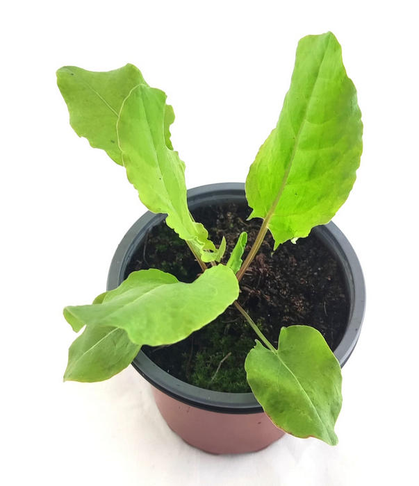 Acedera verde