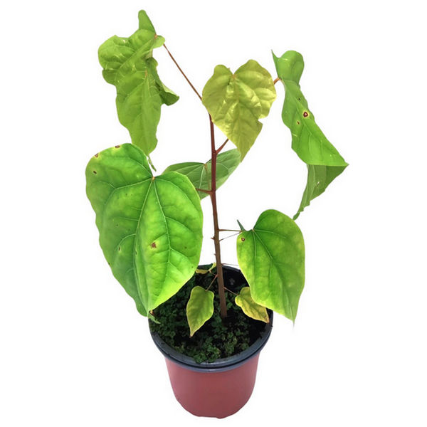 Achiote