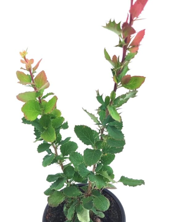 Agracejo