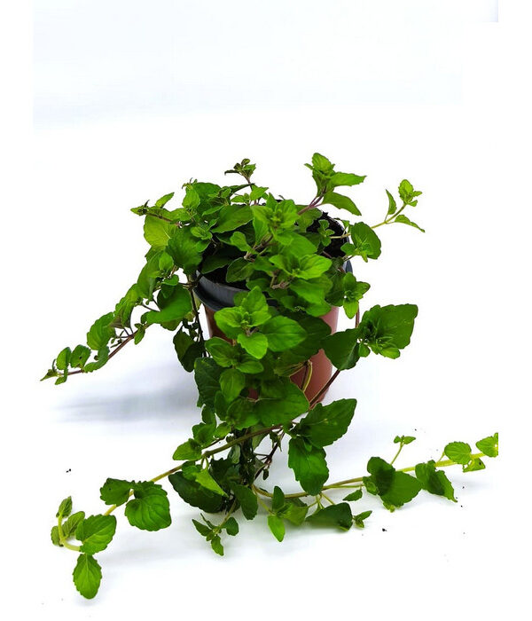 Ajedrea menta de la india