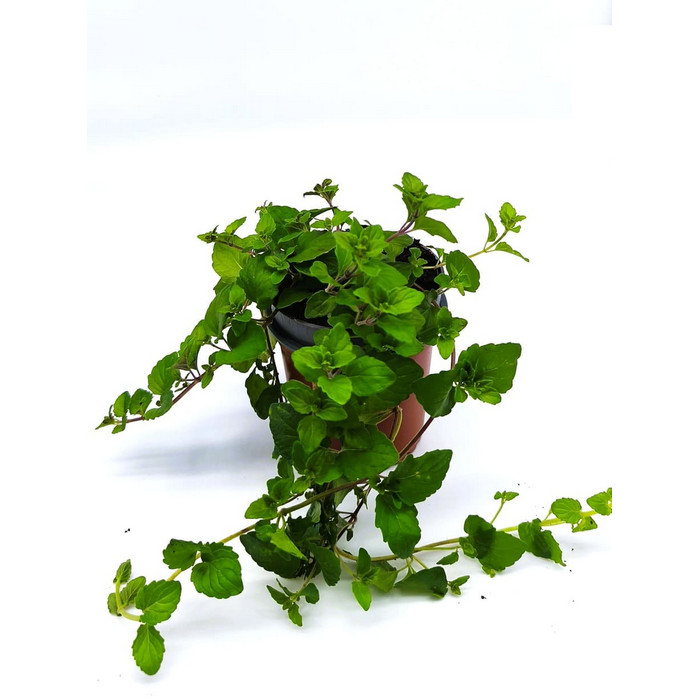 Ajedrea menta de la india