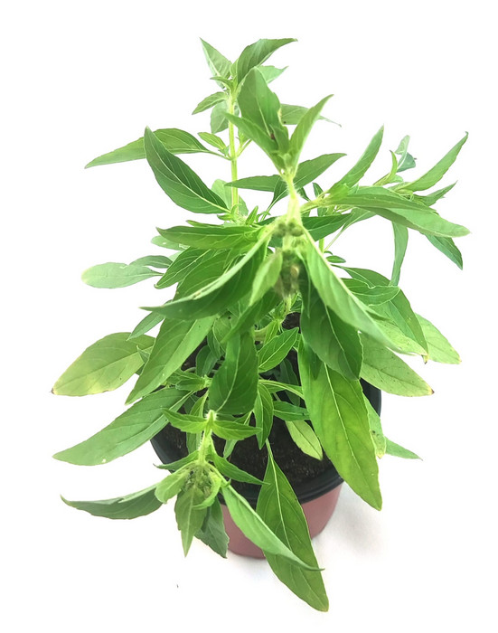 Albahaca alcanfor