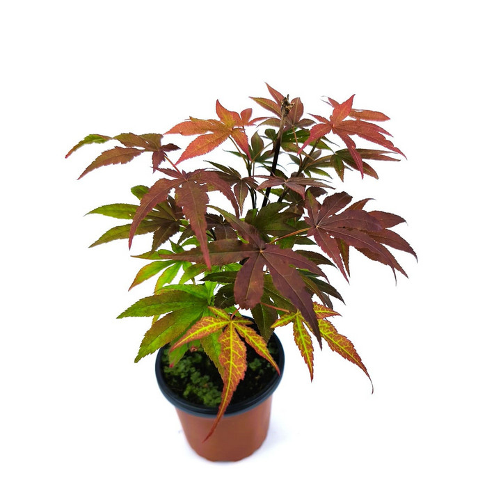 Arce japones purpura