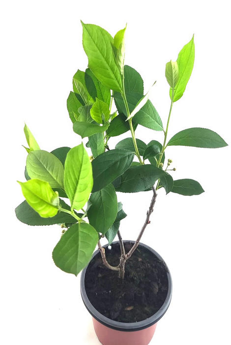 Aronia viking
