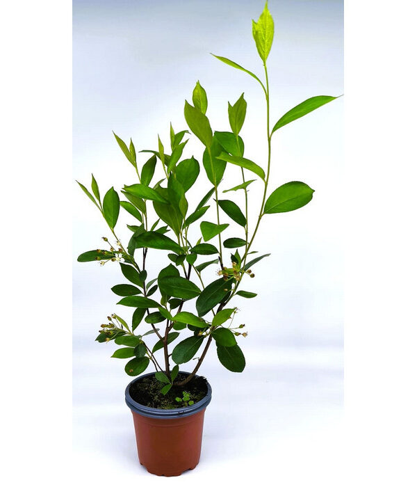 Aronia Hugin