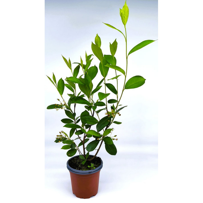 Aronia Hugin
