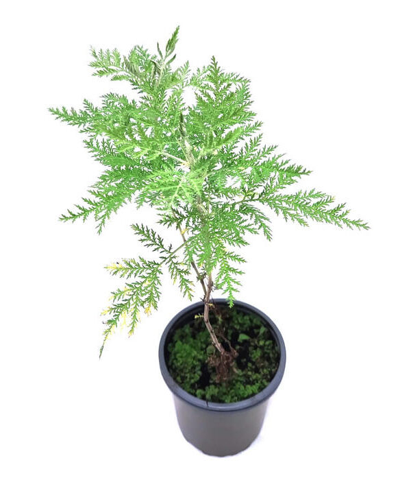Artemisa ajenjo africano